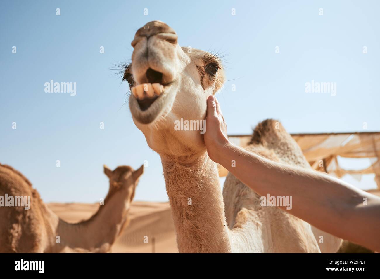 Man stroking happy camel against desert. Wahiba Sands in Sultanate of Oman Stock Photo