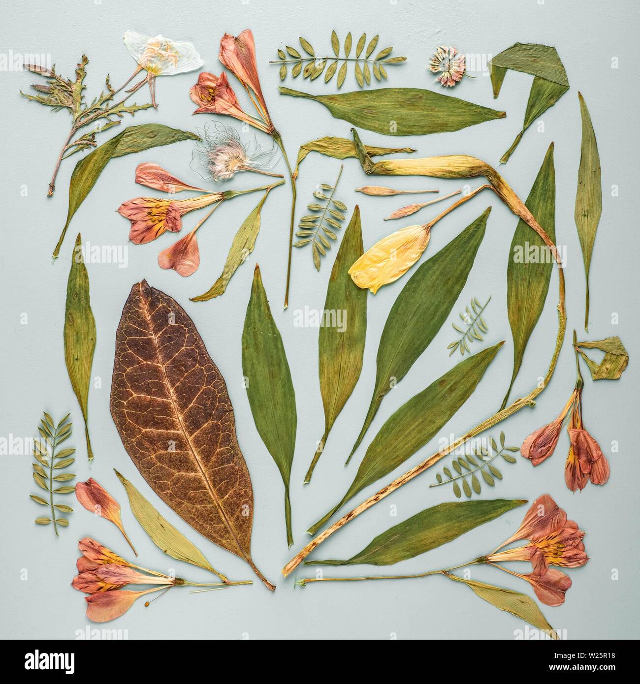 Beautiful herbarium composition made of different types of leaves on a light background Stock