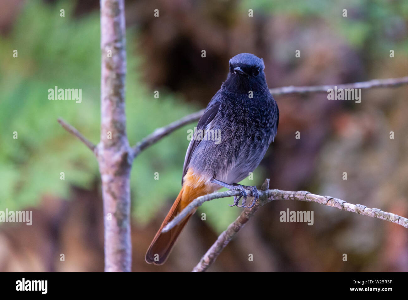 A male Eastern Black Redstart or Phoenicurus ochruros rufiventris ...