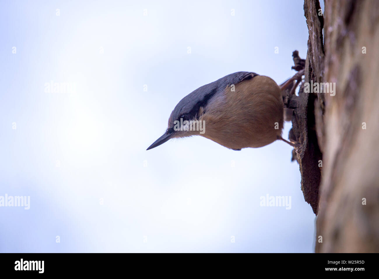 White Breasted Nuthatch - Sitta Canadensis in wild nature Stock Photo