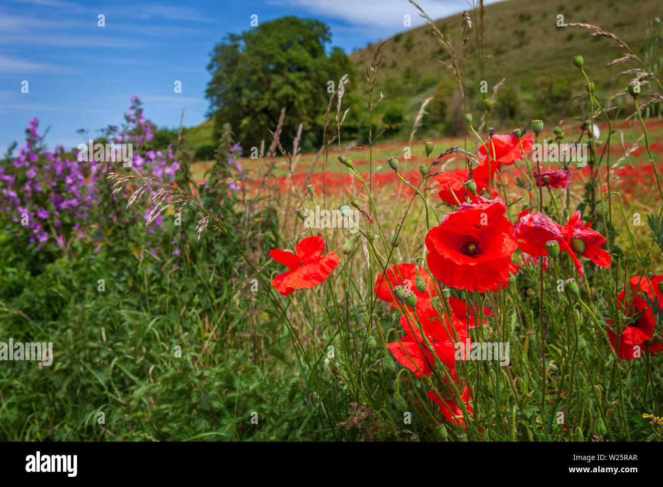 Poppies and wild flowers, in July in fields in Wiltshire Stock Photo
