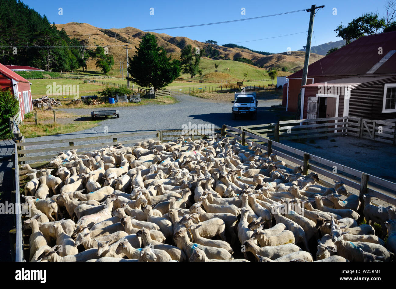 Recently shorn sheep in stockyards at Battle Hill Farm, Pauatahanui