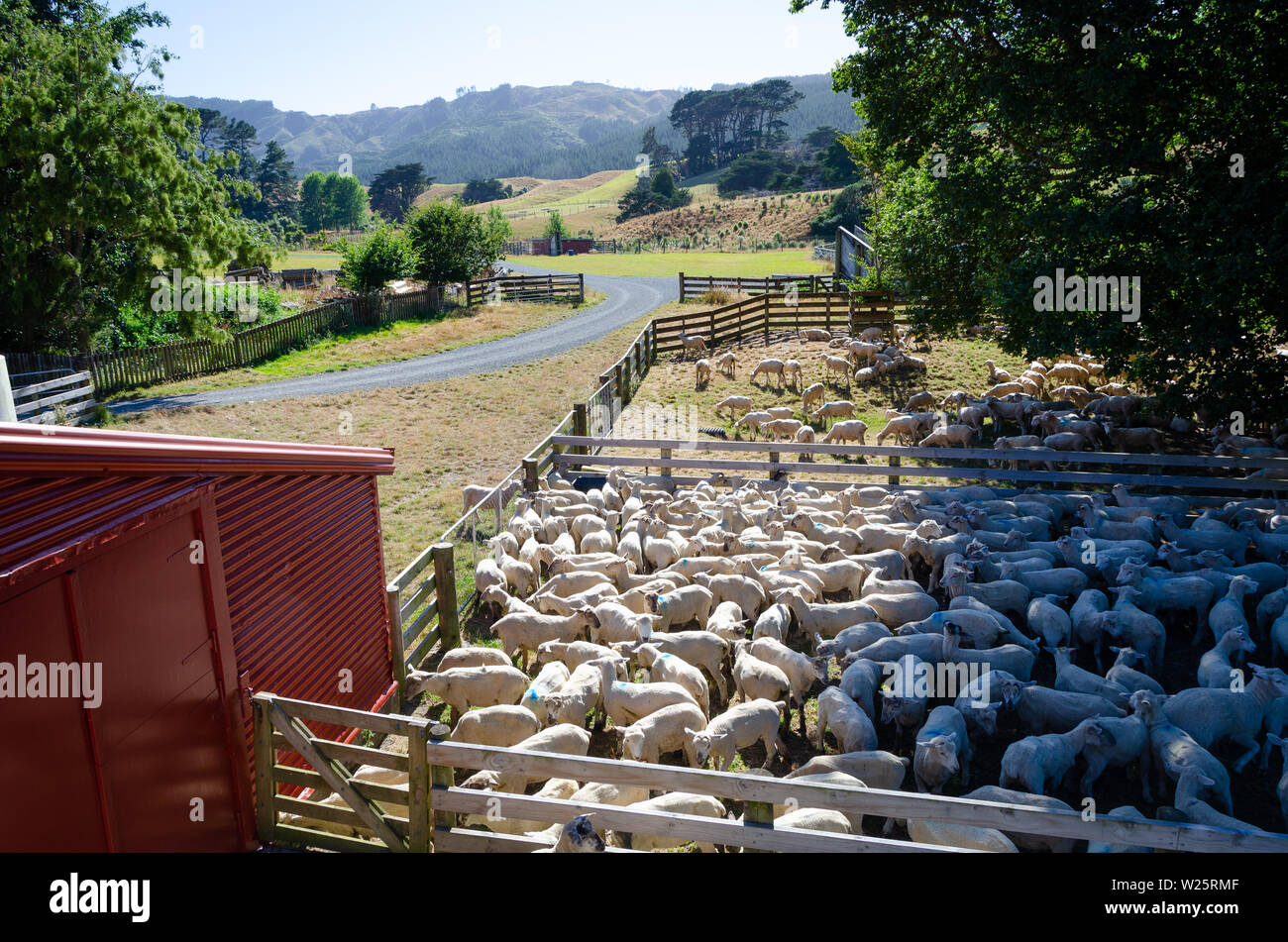 Recently shorn sheep in stockyards at Battle Hill Farm, Pauatahanui