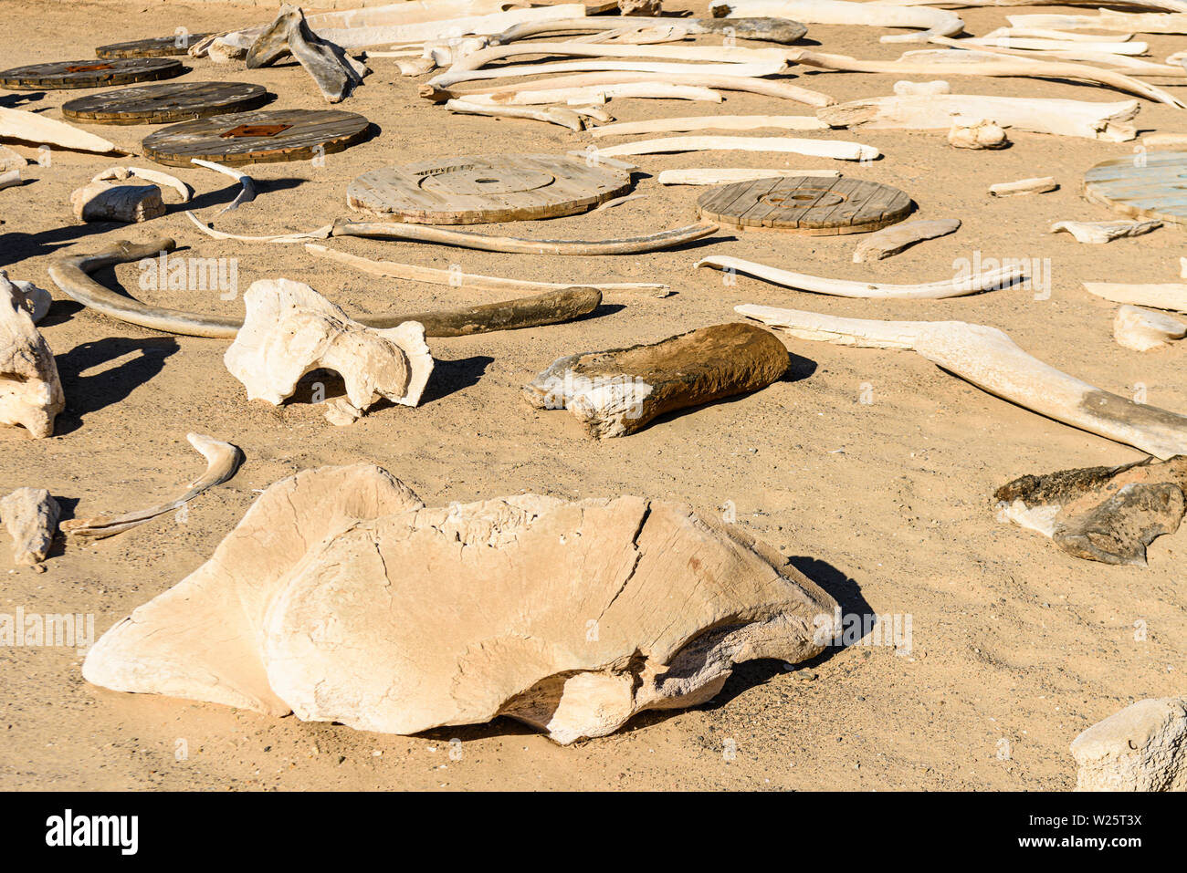 Bones of a washed up whale along the Mauritanian coast Stock Photo - Alamy