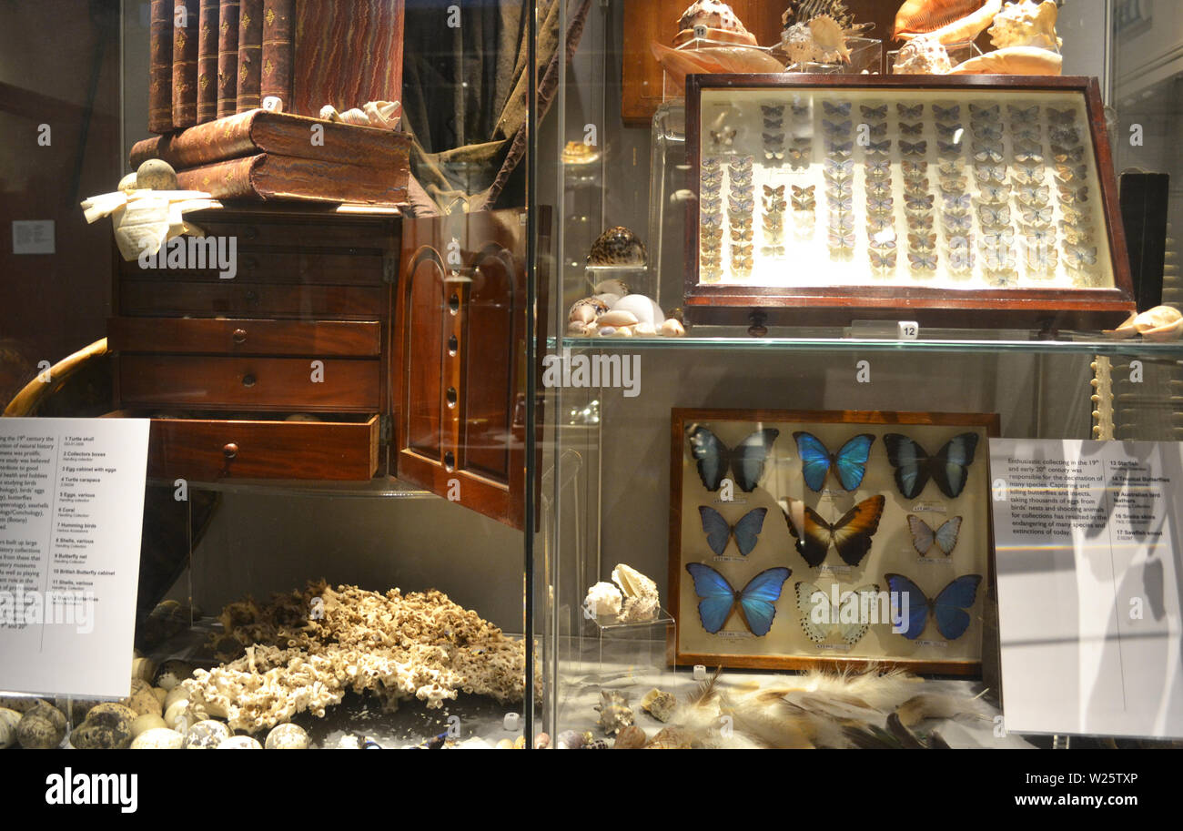 Display of butterflies in the Natural History section at Shrewsbury Museum and Art Gallery, Shrewsbury, Shropshire, UK Stock Photo