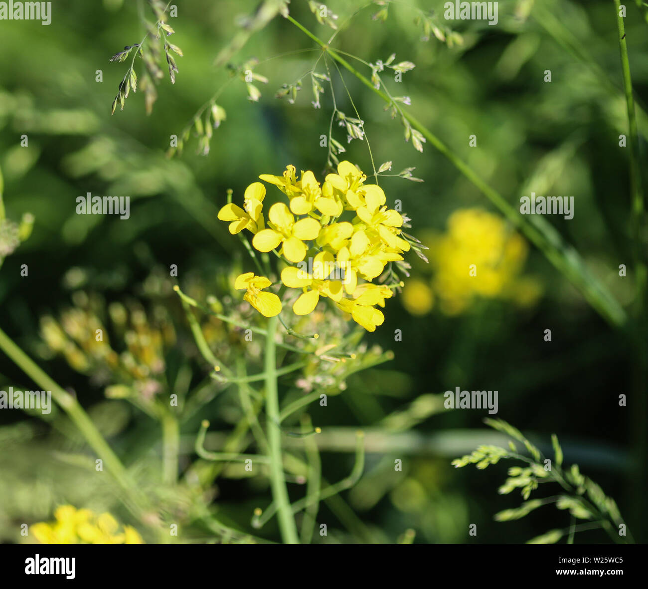 Brassica vulgaris hires stock photography and images Alamy