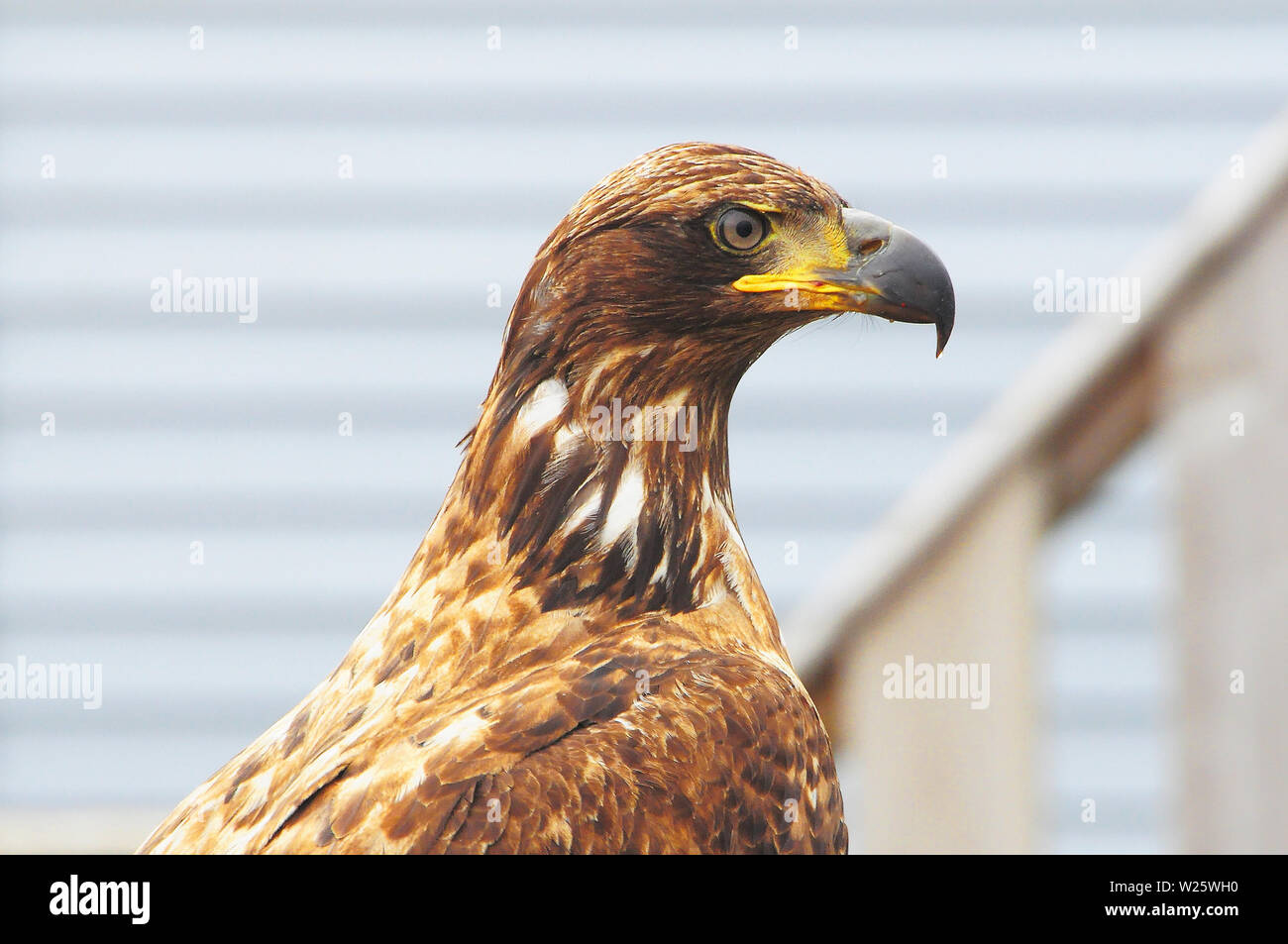 One eagle on the wooden fence background Stock Photo - Alamy