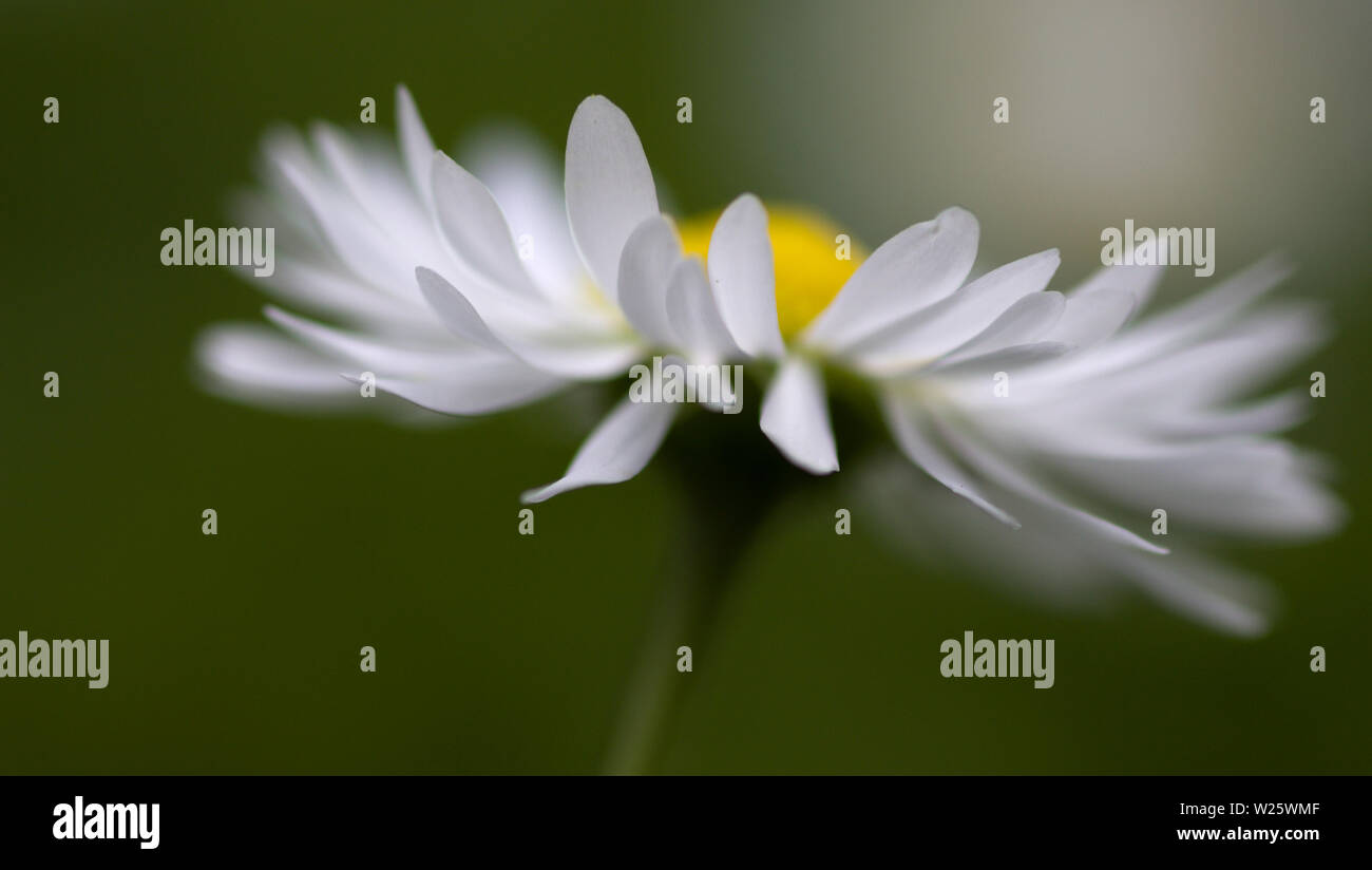 White flower, common daisy, Bellis perennis close-up Stock Photo