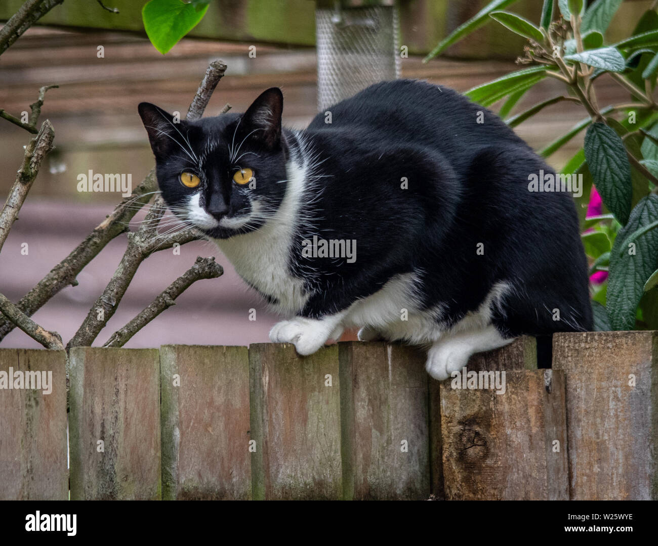 Cat on a fence Stock Photo - Alamy