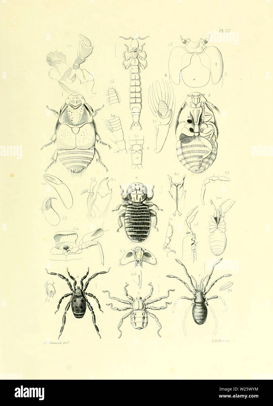 Beautiful Vintage Hand Drawn Illustrations Of Exotic Insects From Old Book It Can Be Used As Poster Or Decorative Element For Interior Design Stock Photo Alamy