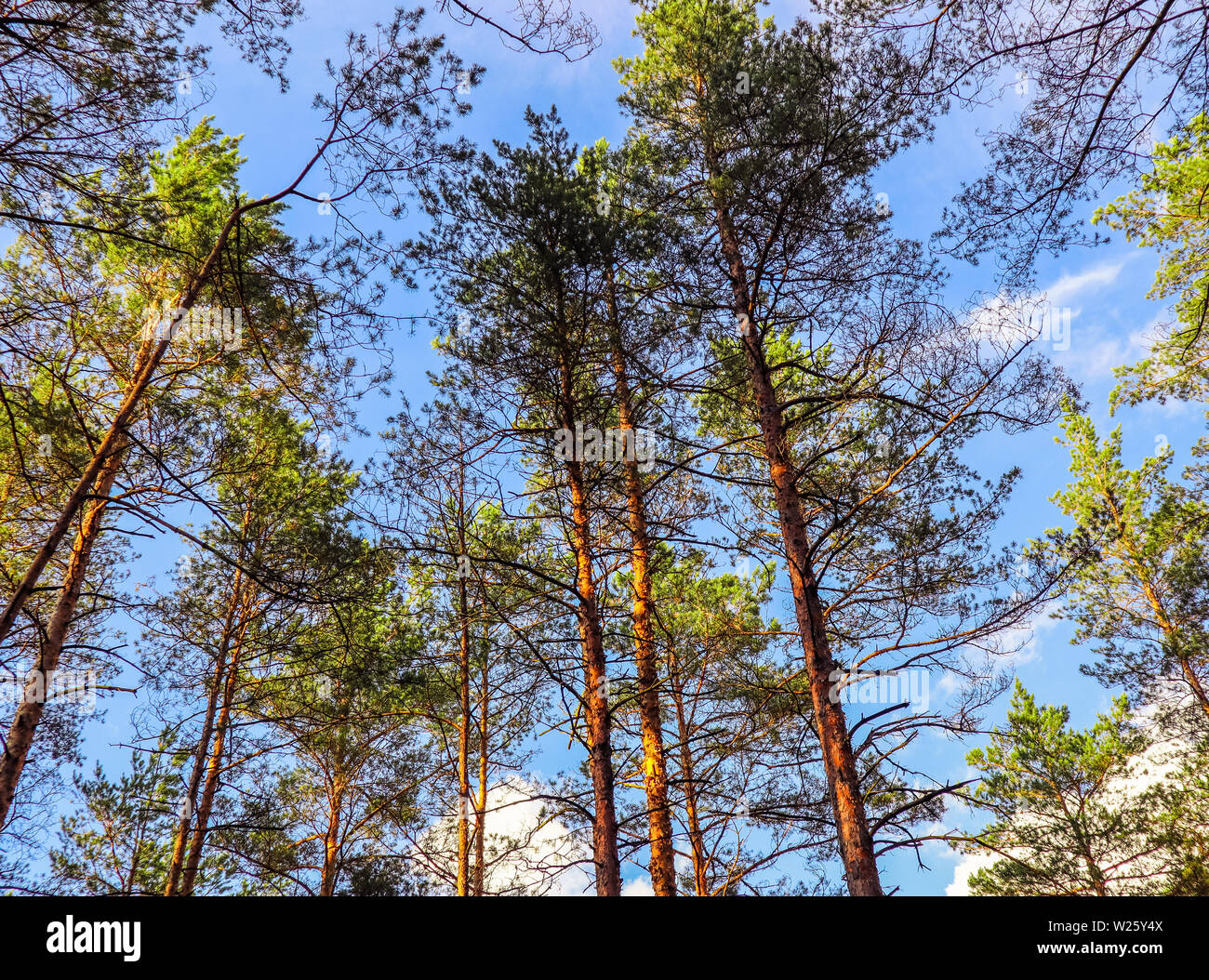 Tall trunks hi-res stock photography and images - Alamy