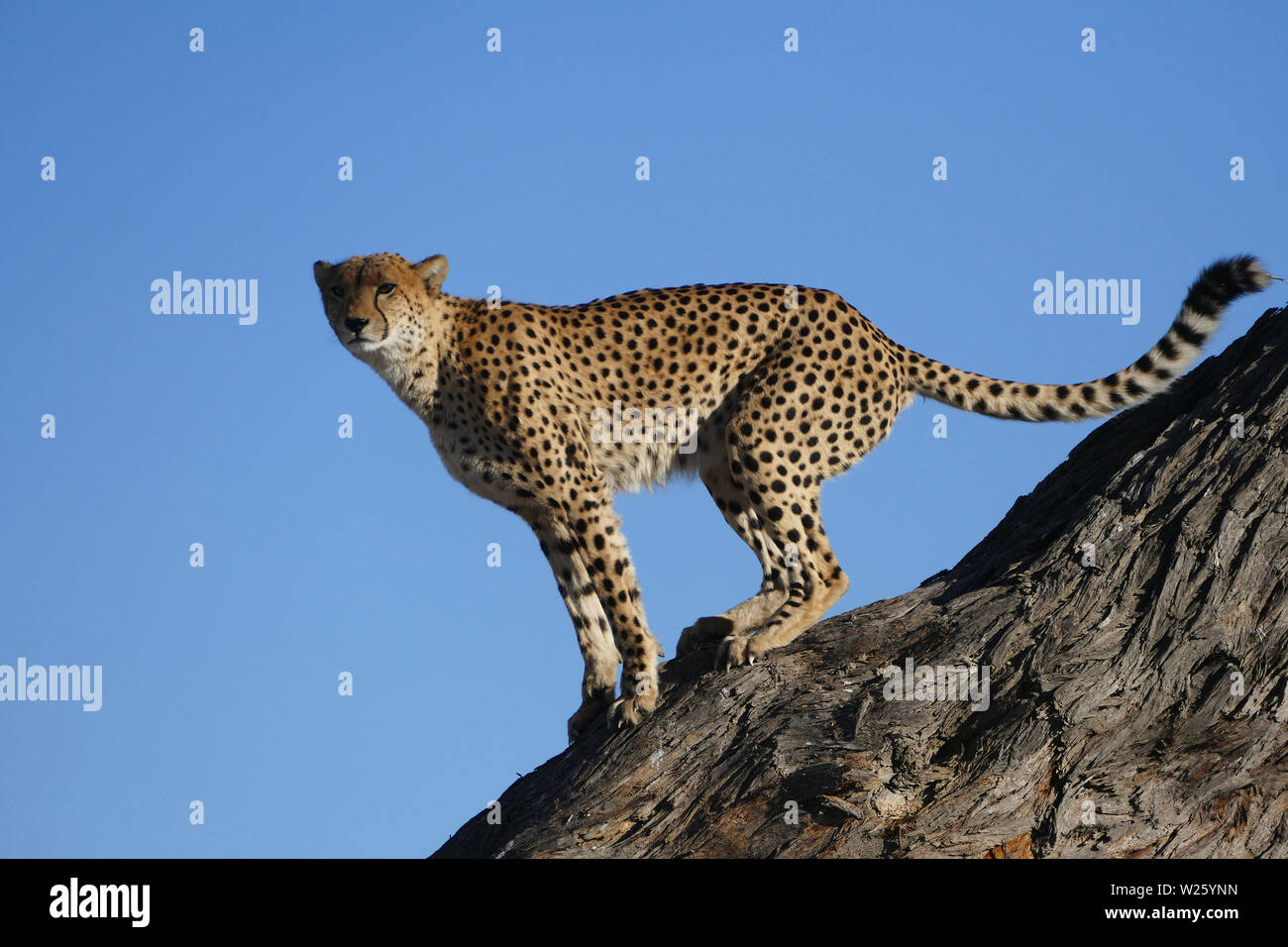Cheetah standing in tree ready to jump down Stock Photo