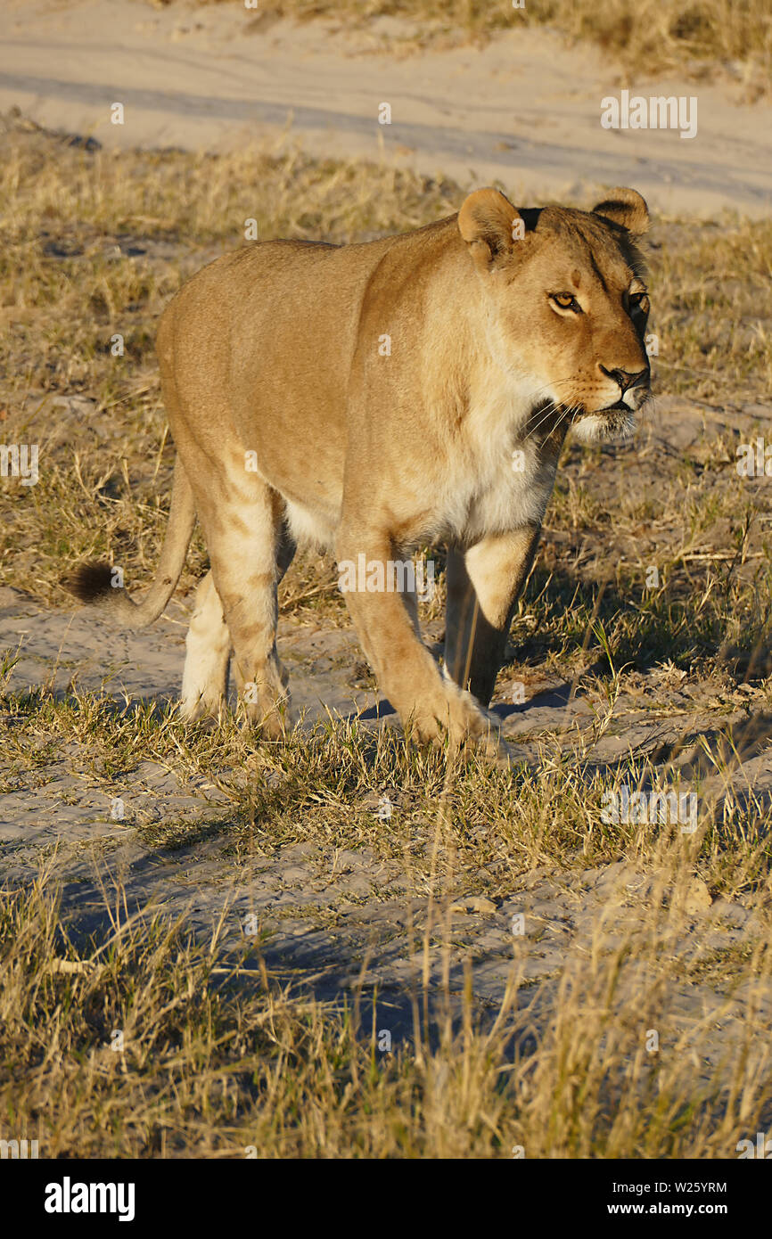 Lion strolling through grassland Stock Photo