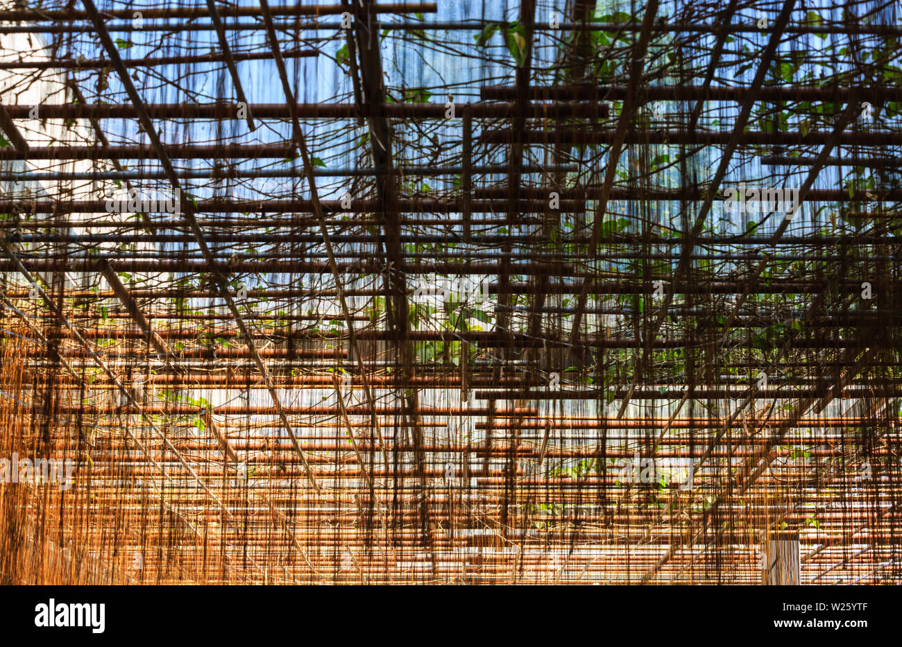 Rattan plant hi-res stock photography and images - Alamy