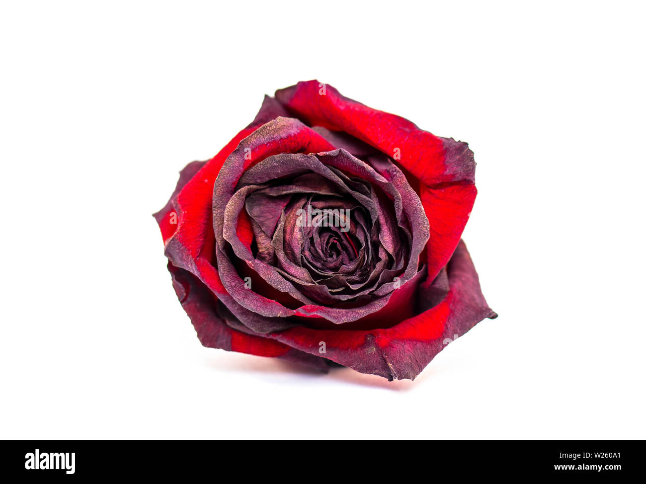 Withered dry red Rose isolated on white Background Stock Photo - Alamy