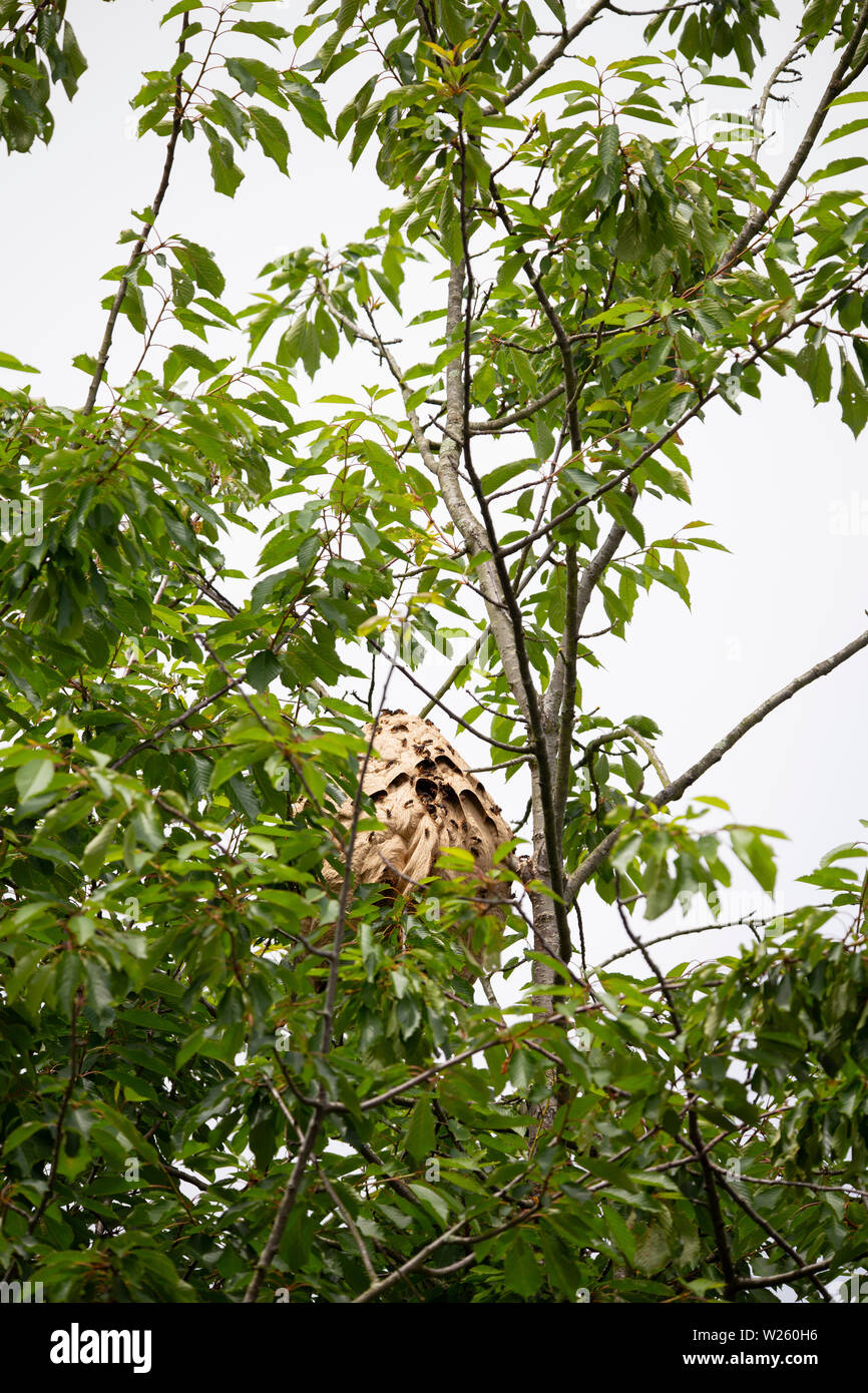 Asian hornet nest (vespa velutina) Stock Photo