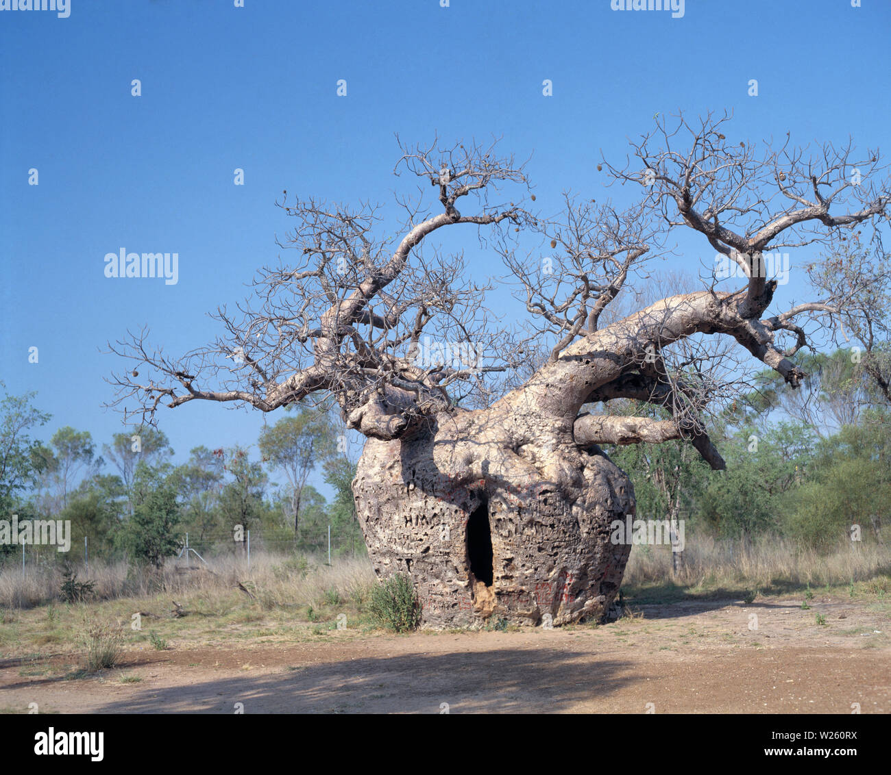 Western Australia. West Kimberley. Prison Boab Tree outside Derby. Big enough to hold twelve prisoners. Stock Photo