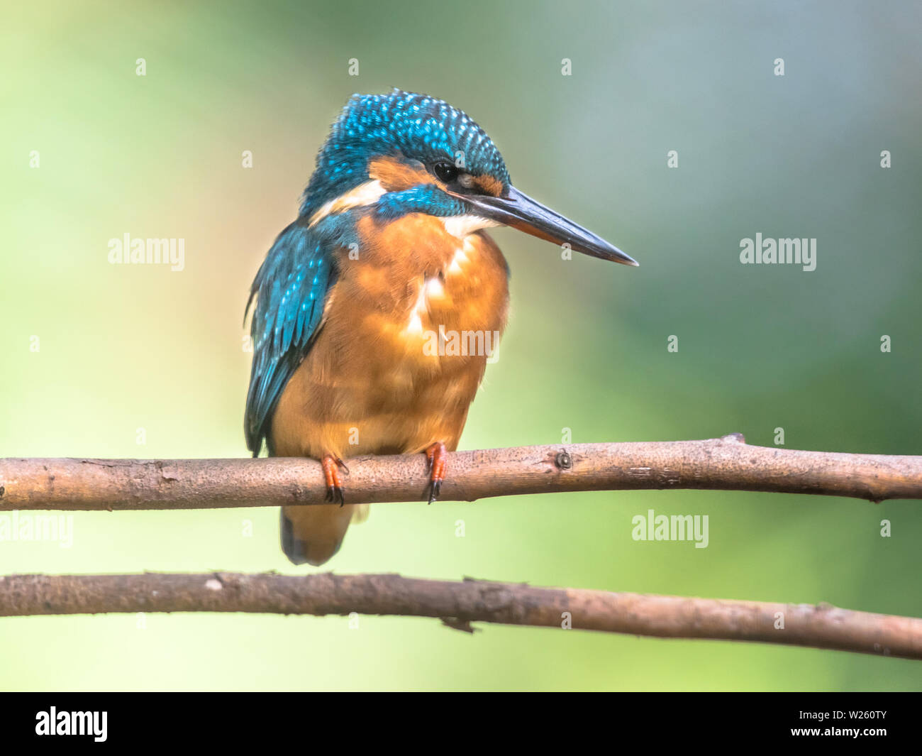 The common kingfisher (Alcedo atthis) the Eurasian kingfisher, and ...