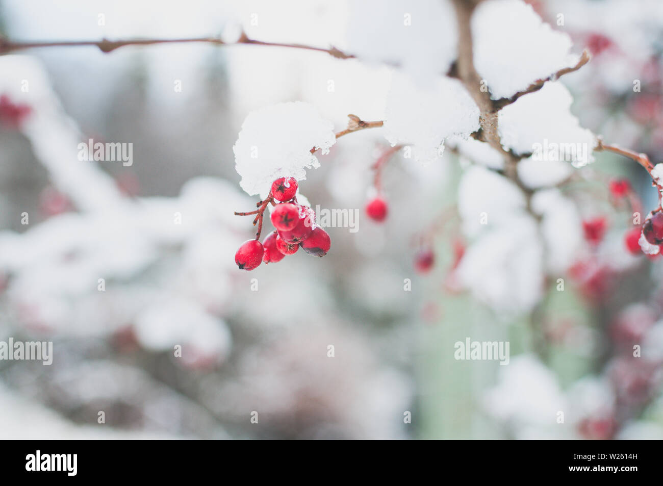 Winter Rowan red berries covered in snow Stock Photo - Alamy