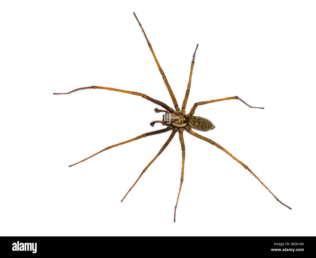 Giant house spider (Eratigena atrica) top down view of arachnid with long hairy legs isolated on white background Stock Photo