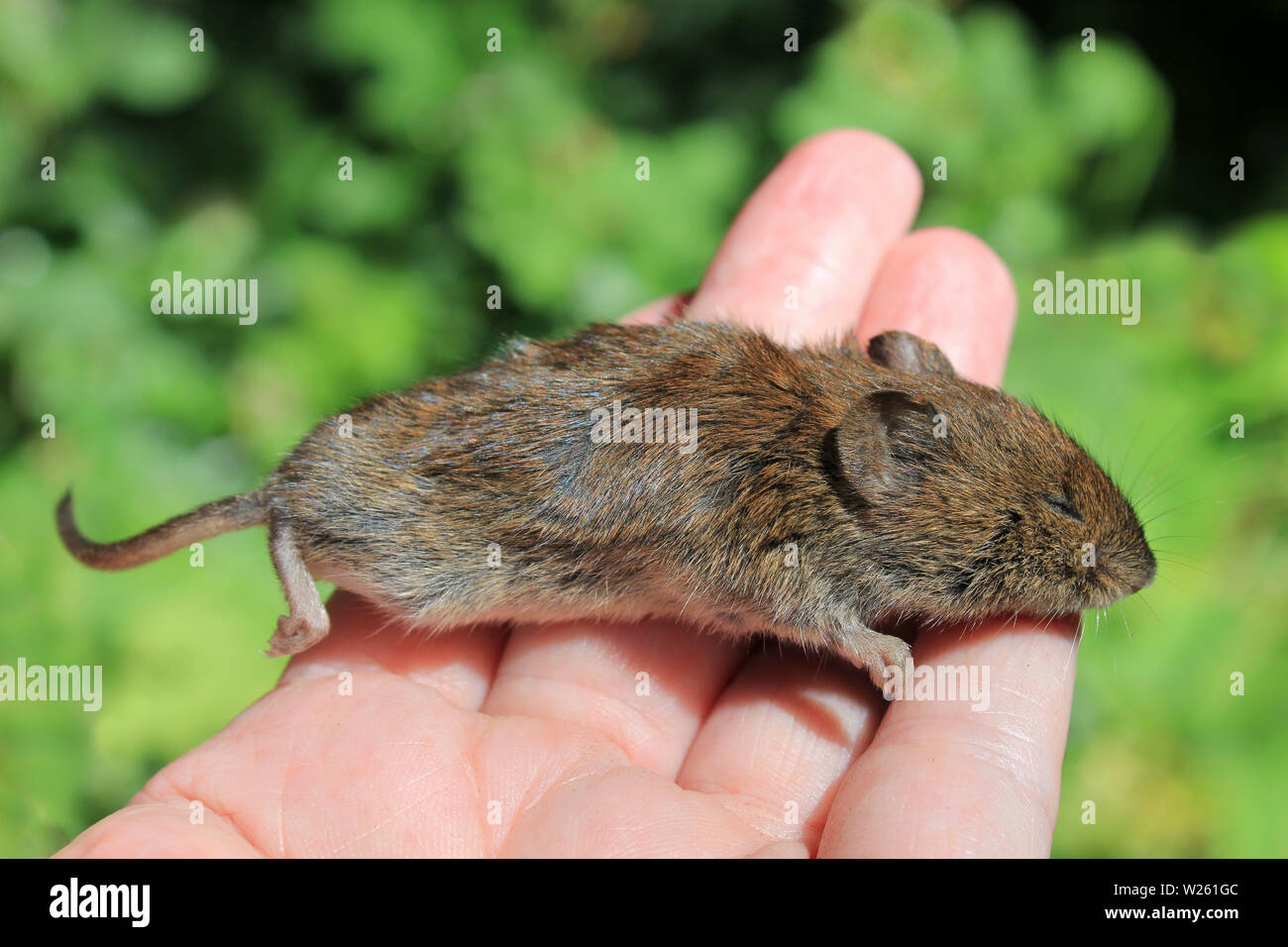Field Vole a.k.a. Short-tailed vole Microtus agrestis Stock Photo