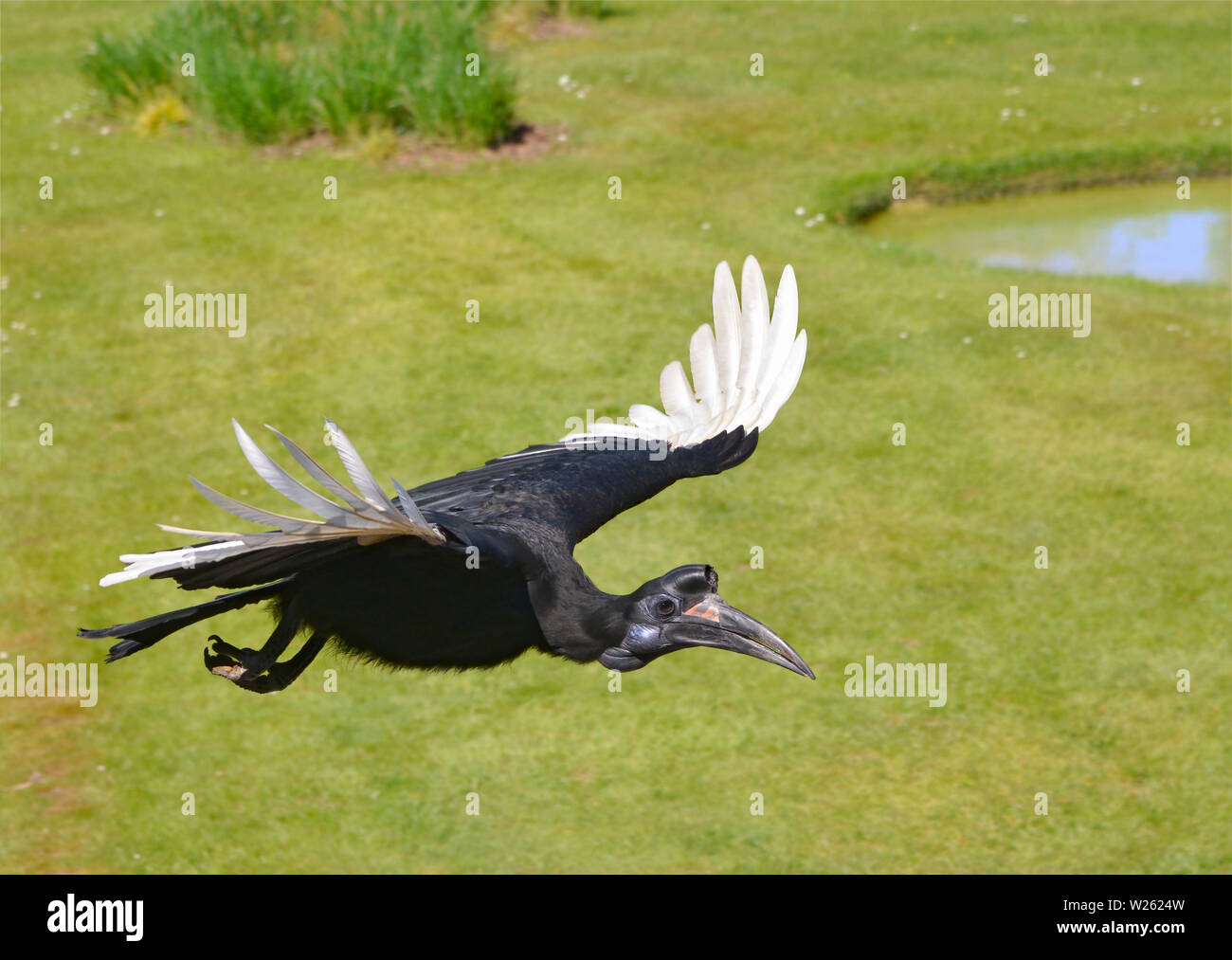 Abyssinian ground hornbill or northern ground hornbill (Bucorvus abyssinicus) in flight view from above Stock Photo