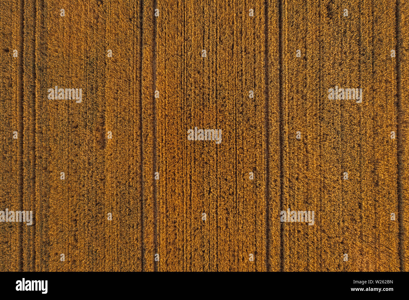 Aerial drone photography of farm lands. Agricultural parcels of flat lands in Poland, Europe