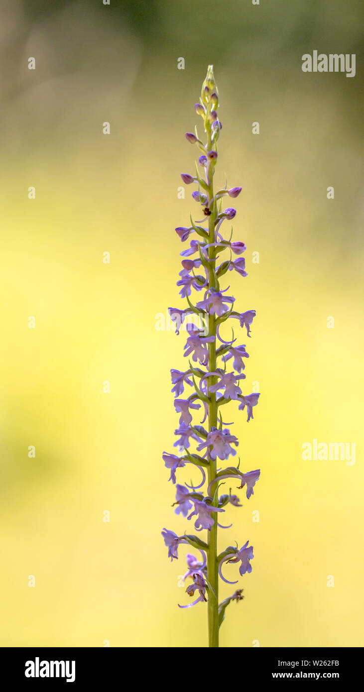 Marsh Fragrant Orchid (Gymnadenia conopsea) beautiful wild flower in calcareous grassland with bright colored background in Viroin valley Belgium Stock Photo