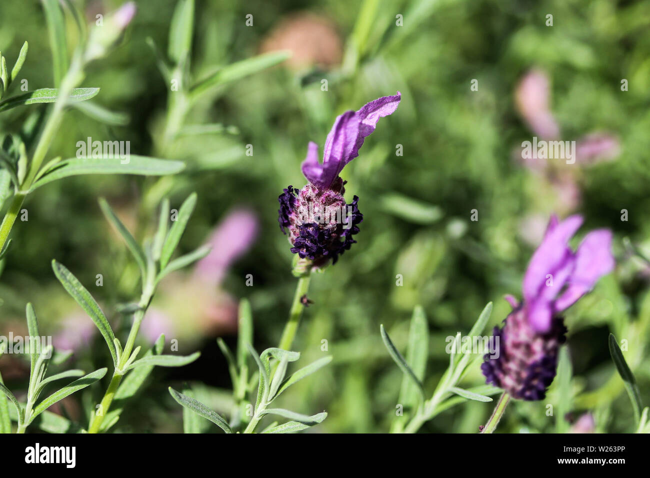Close Up Of English Lavender Lavandula Angustifolia In Garden Stock Photo Alamy