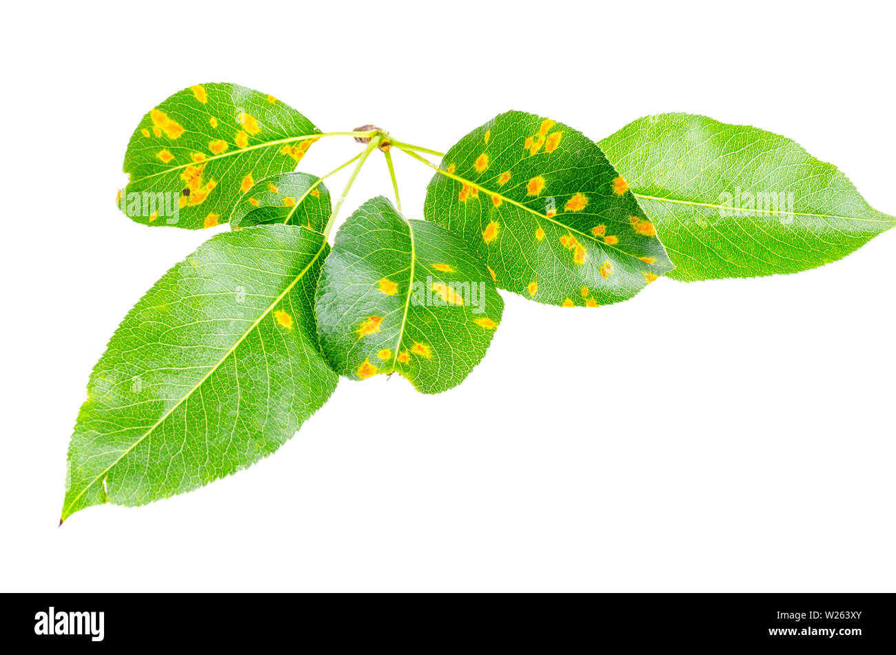 Rust on pear leaves, fruit plant disease.  Stock Photo