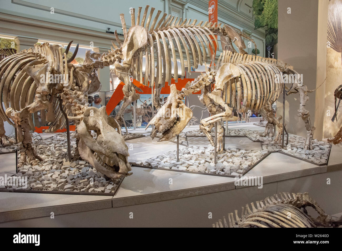 In the David H. Koch Hall of Fossils at the National Museum of Natural  History, Smithsonian Institution, Washington, DC Stock Photo - Alamy