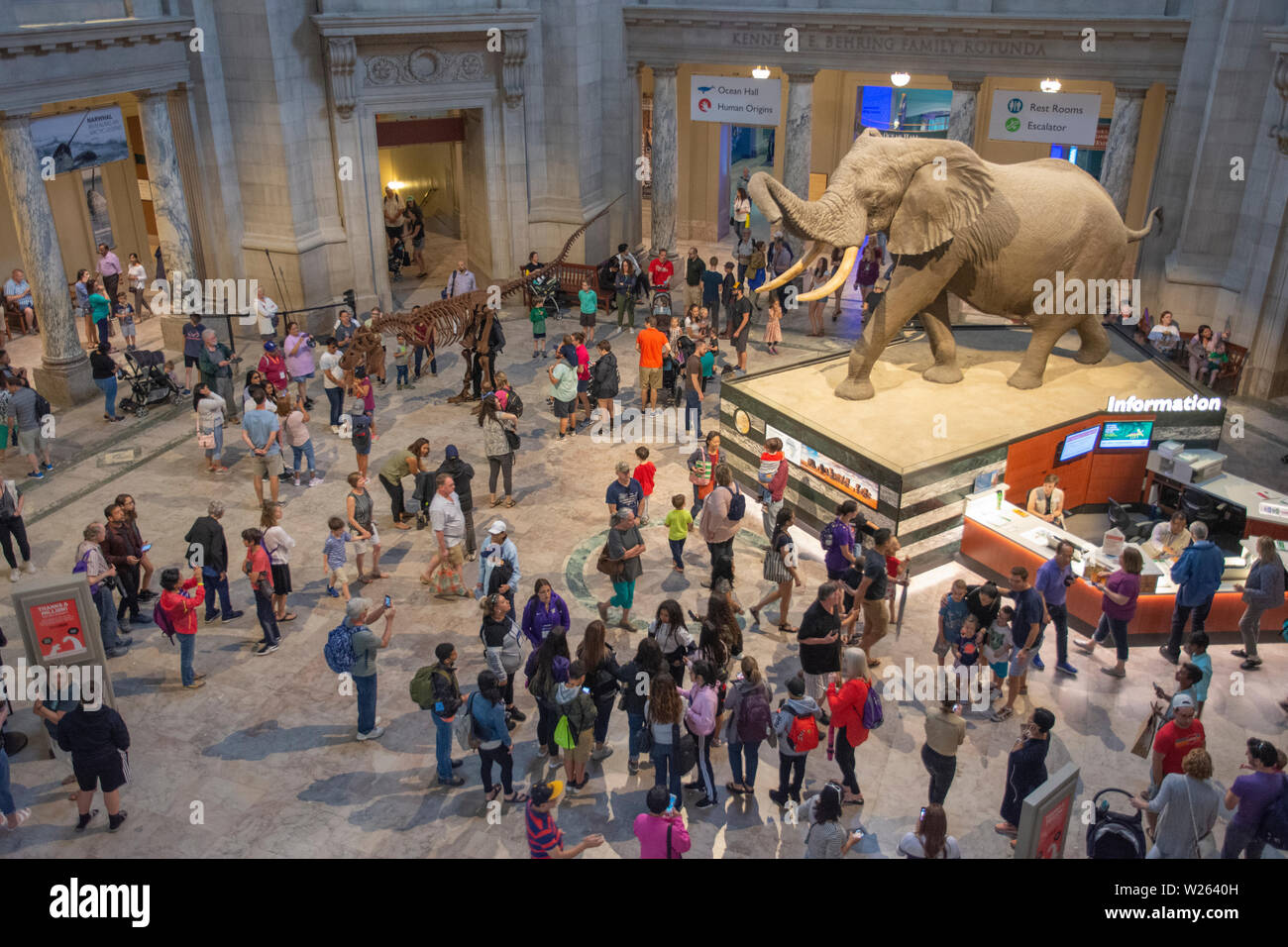 African elephant nicknamed 'Henry' seems to welcome visitors in the rotunda of the National Museum of Natural History in Washington, DC. Stock Photo