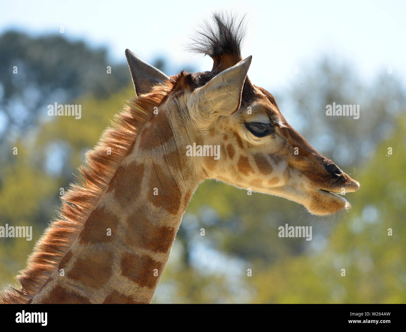 Portrait of young giraffe (Giraffa camelopardalis) seen from profile Stock Photo