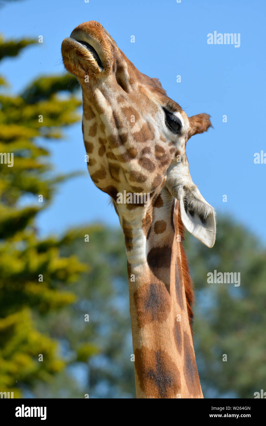 Head of giraffe (Giraffa camelopardalis) looking towards the sky Stock Photo