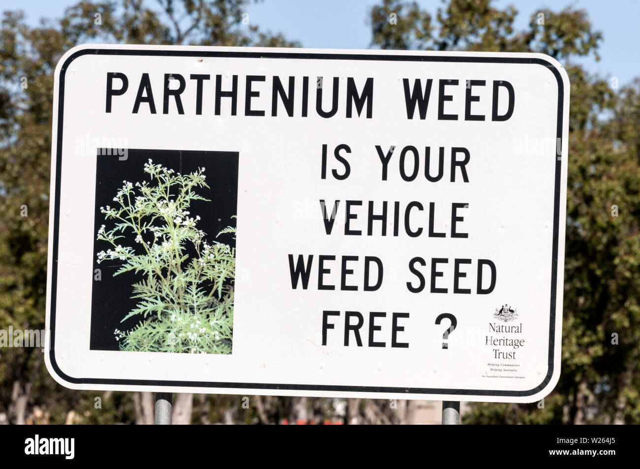 A road sign, Parthenium weed, a non-native plant of Australia, on the Carnarvon Highway in Injune, a beef farming town in Queensland, Australia.   Par Stock Photo