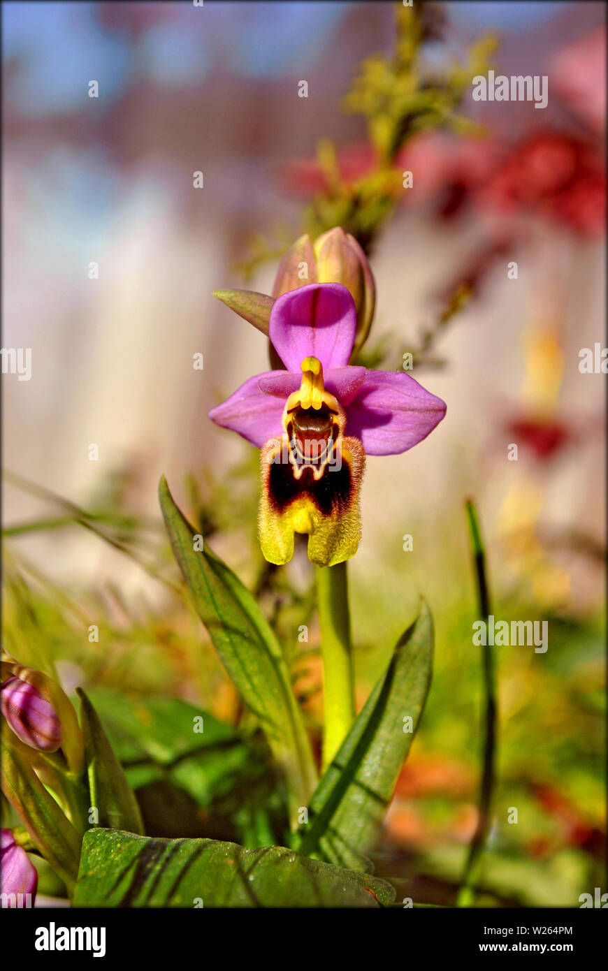 Ophrys tenthredinifera macro flower in blossom background and wallpapers in top high quality prints Stock Photo
