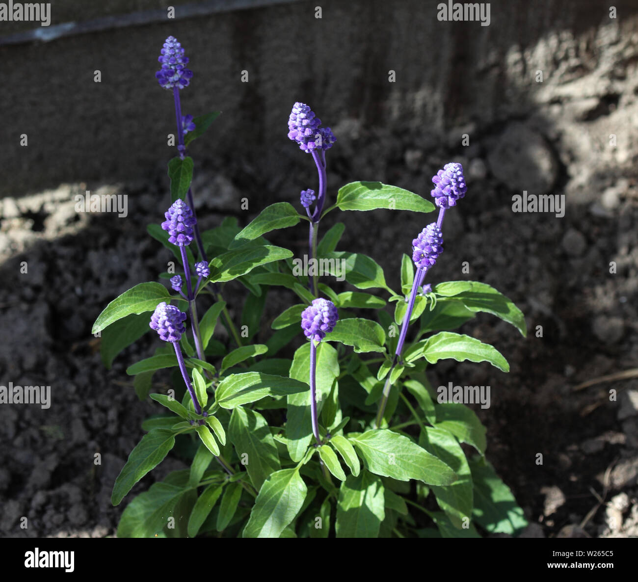mealycup sage or mealy sage (Salvia farinacea) Stock Photo