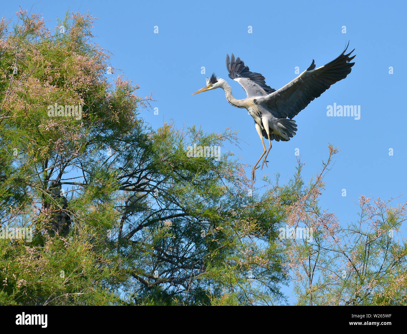 Grey heron (Ardea cinerea) arriving at the top of a tamarix tree in the Camargue is a natural region located south of Arles, France Stock Photo