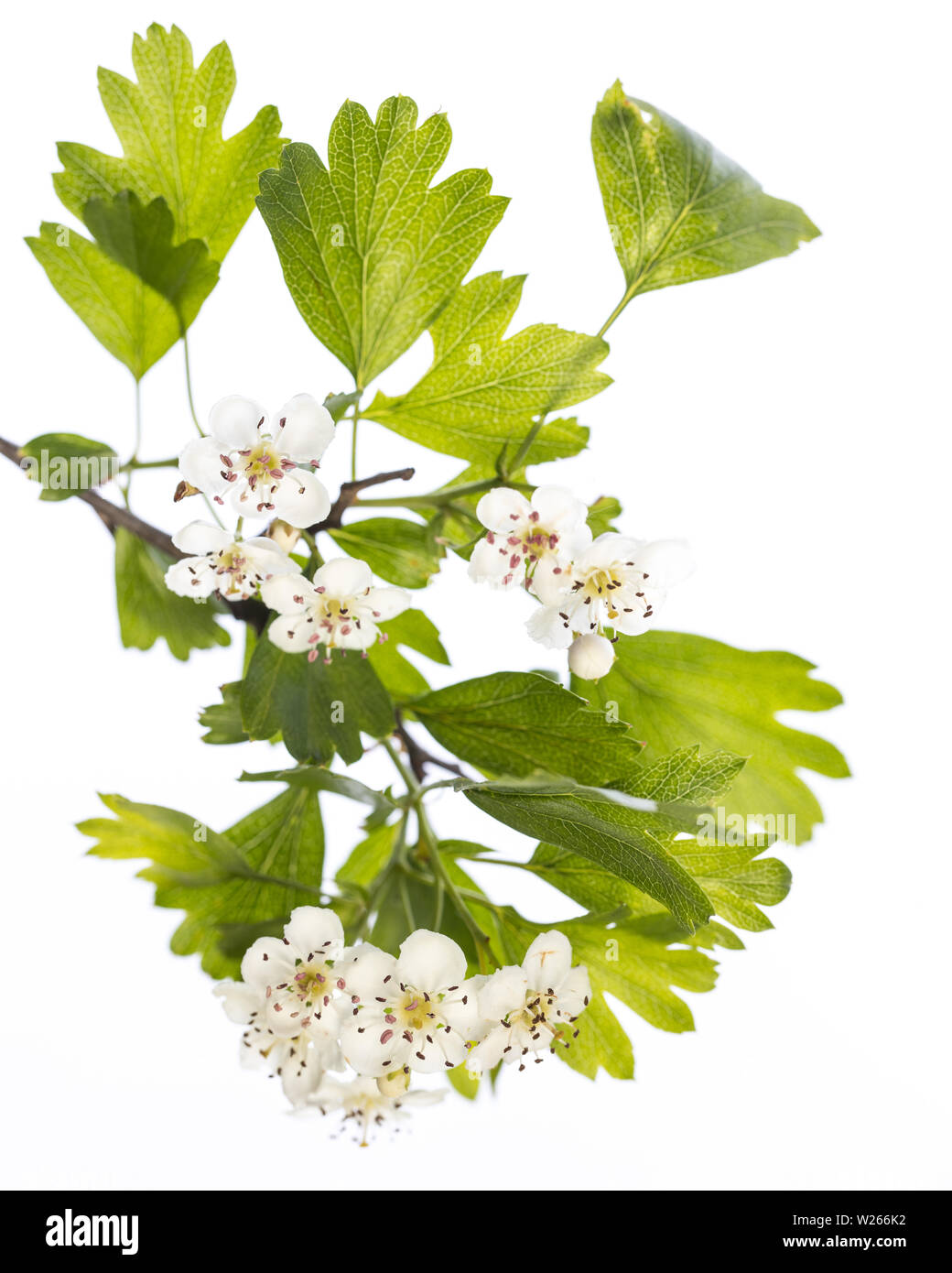 healing / medicinal plants: Hawthorn (Crataegus monogyna) branch isolated on white background Stock Photo