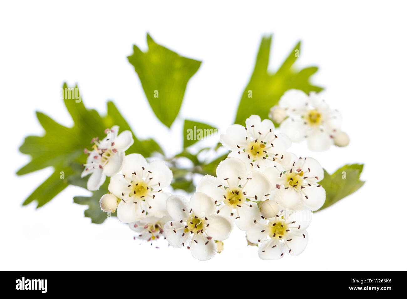 healing / medicinal plants: Hawthorn (Crataegus monogyna) branch with flowers and leafs on a white background Stock Photo