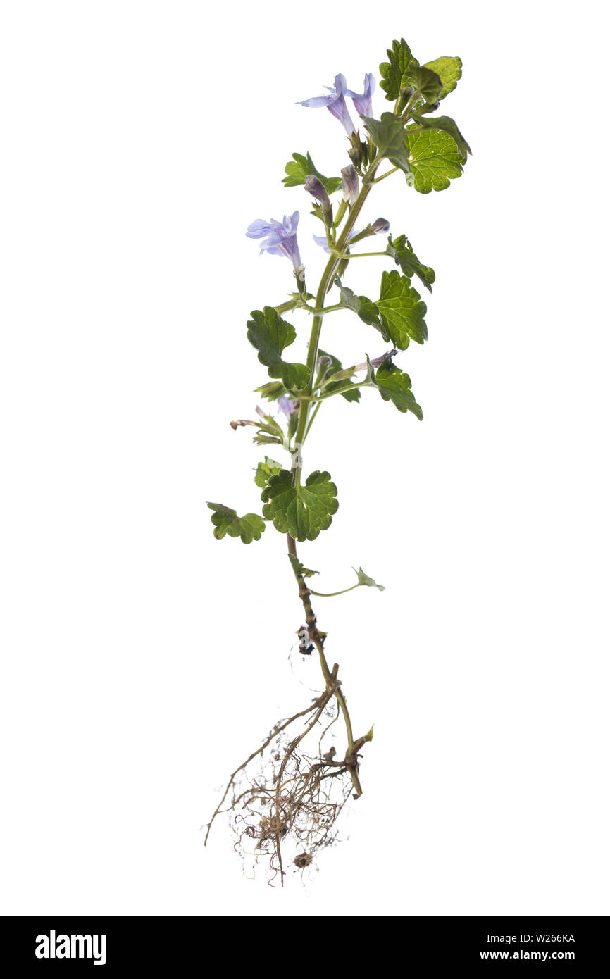 healing / medicinal plants: Glechoma hederacea with roots isolated on white background Stock Photo