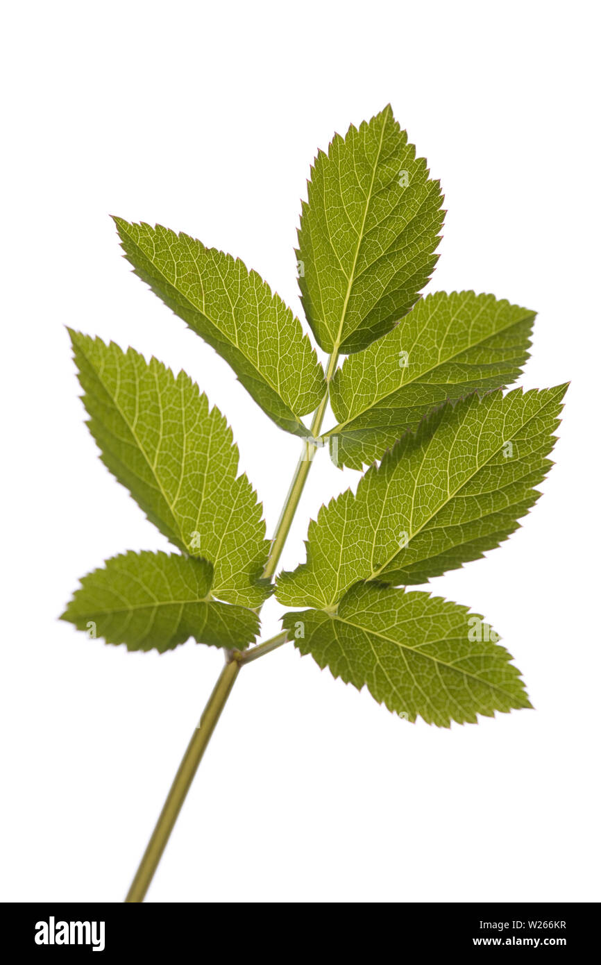 healing / medicinal plants: single leaf of gout wort ( Aegopodium podagraria ) isolated on white background Stock Photo