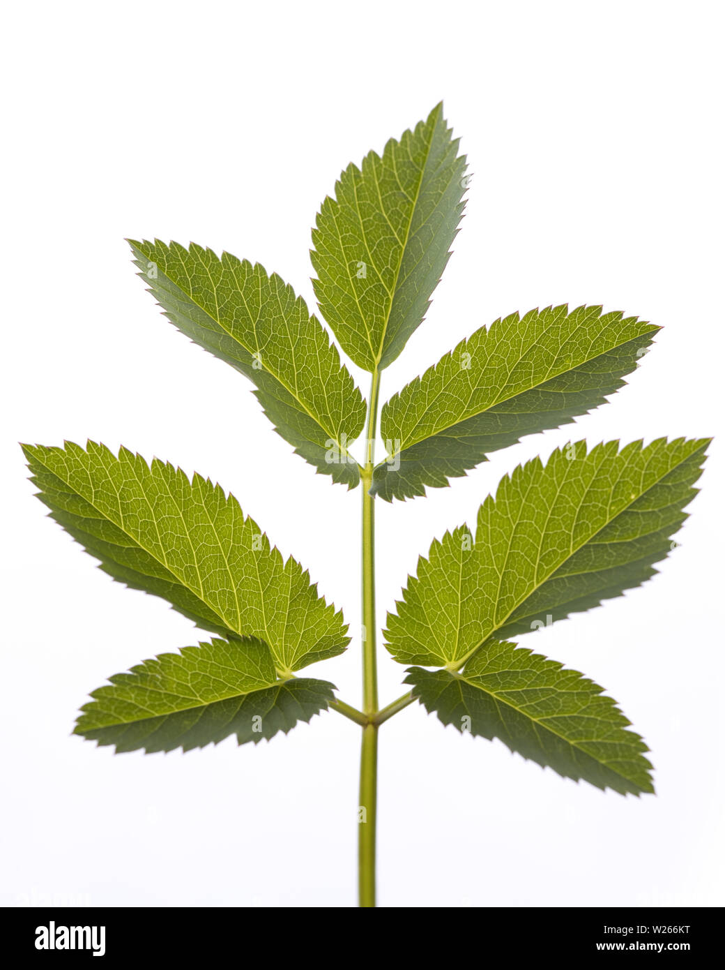 healing / medicinal plants: leaf of Aegopodium podagraria isolated on white background Stock Photo