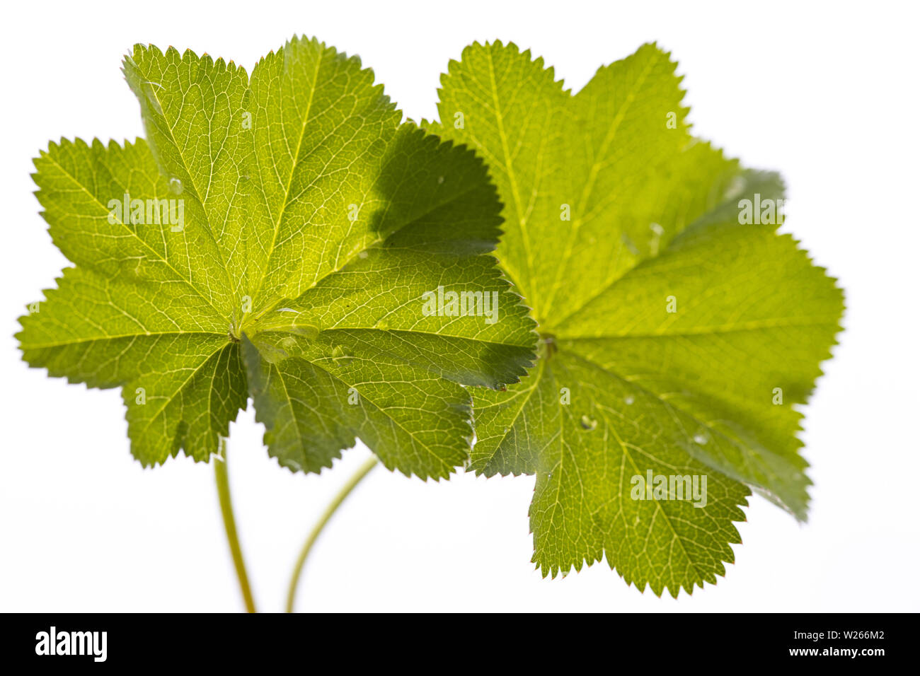 healing / medicinal plants: lady's mantle (Alchemilla vulgaris) - two leafs isolated on white background Stock Photo