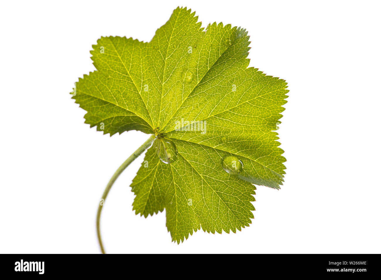 healing / medicinal plants: lady's mantle (Alchemilla vulgaris) - single leaf isolated on white background Stock Photo