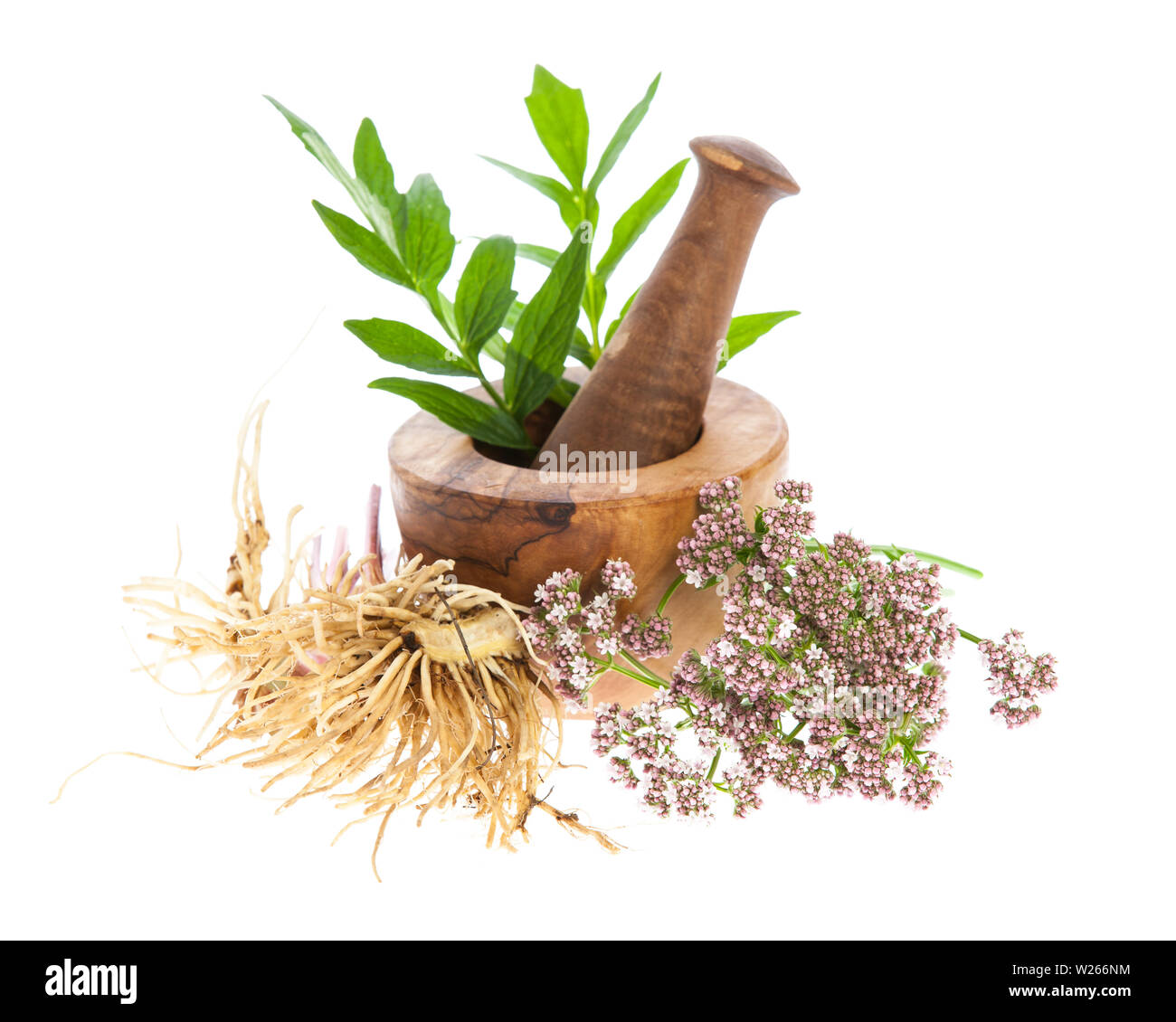 valerian (Valeriana officinalis) - rhizome, blossoms and leafs with mortar on white background Stock Photo