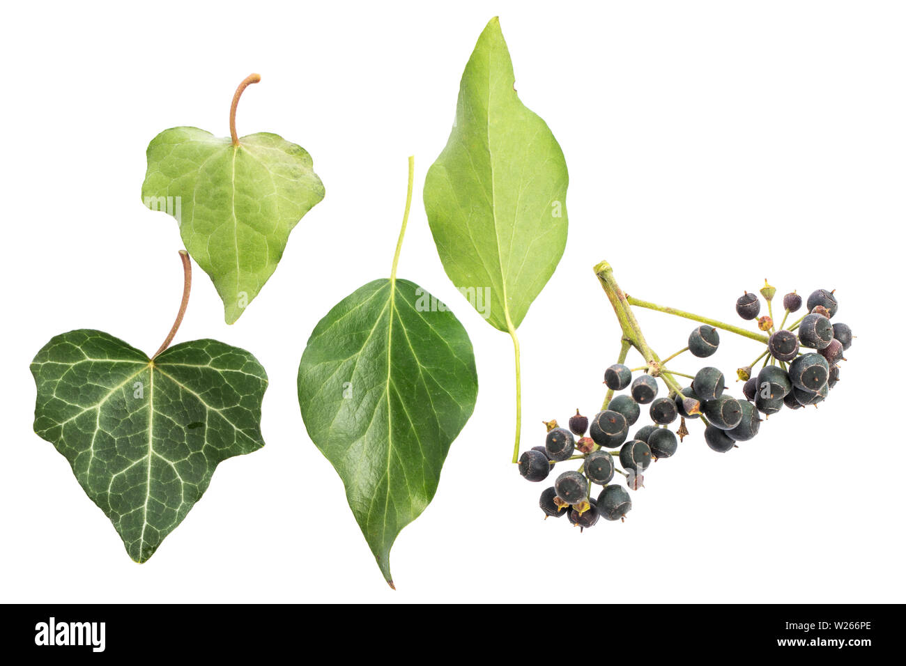 healing / medicinal plants: healing plant studies: Ivy (Hedera helix) Old and young leaves / front-rear / berries isolated on white background Stock Photo