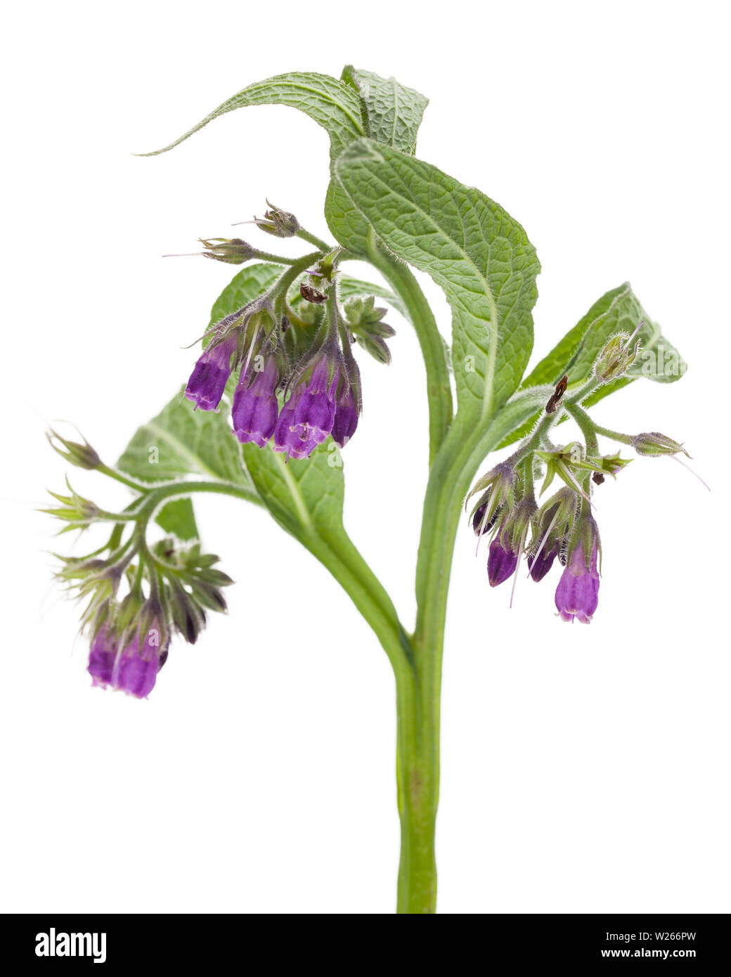 healing / medicinal plants: Comfrey (Symphytum officinale L.) detail against a white background Stock Photo