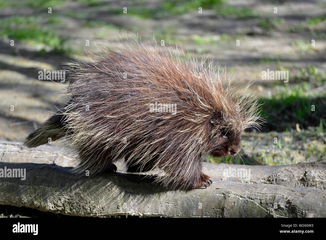 The North American porcupine (Erethizon dorsatum), also known as the Canadian porcupine or common porcupine, seen from profile Stock Photo