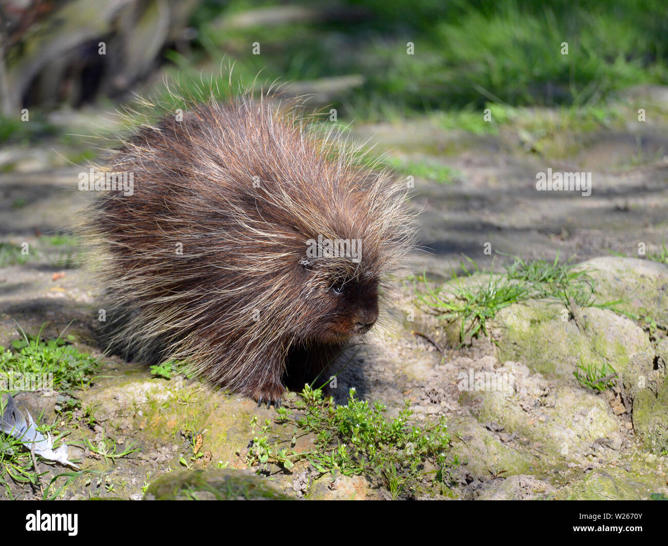 The North American porcupine (Erethizon dorsatum), also known as the Canadian porcupine or common porcupine, walking on ground Stock Photo
